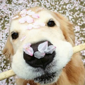 日本来激烈吮乳吃奶头
